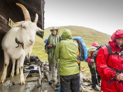 Un grupo de senderistas comparte refugio con una cabra cerca del Col Du Bonhomme, durante el Tour del Mont Blanc, en los Alpes franceses.