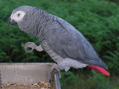 El loro gris africano ('Psittacus erithacus') ha perdido el 99 % de sus individuos en algunas zonas de África.