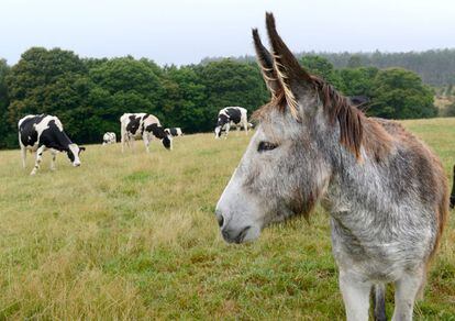 Un jumento junto a un rebaño de vacas, el asno las protege de los lobos.