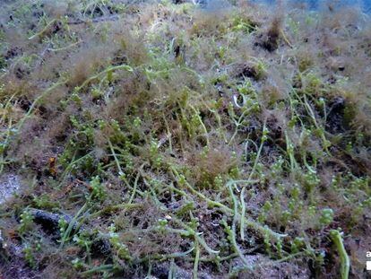 El alga invasora detectada en el Cap de Creus