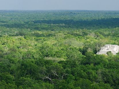 La reserva de biosfera de Calakmul, en México, ha sido uno de los ecosistemas analizados por el estudio.