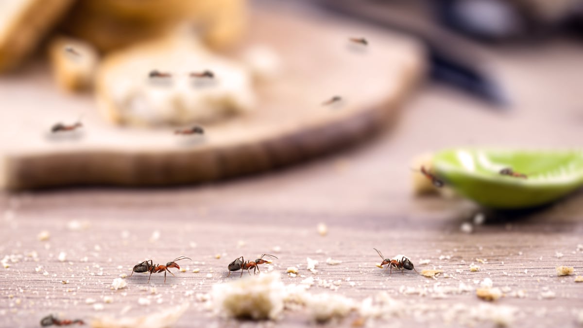 La forma más barata y eficaz de acabar con las hormigas en casa