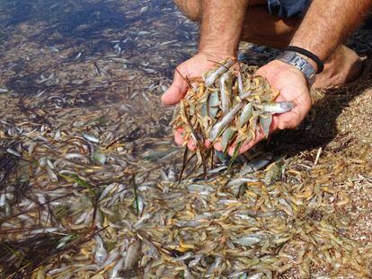 Un hombre muestra algunos de los peces muertos a orillas del Mar Menor.