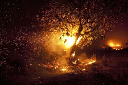 Un árbol en llamas en el municipio de Domeño, cerca de la carretera de Valencia a Ademuz CV-35.