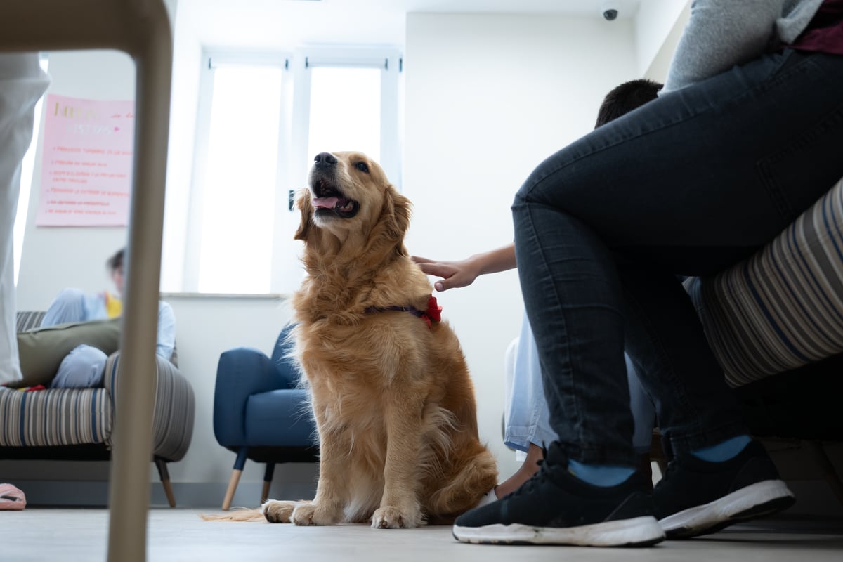 Therapy dogs “help” adolescents admitted with mental health problems