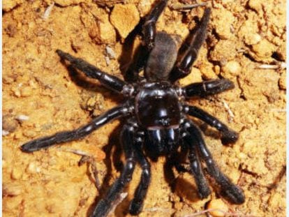 La araña de la especie Giaus Villosus considerada la más vieja del mundo.