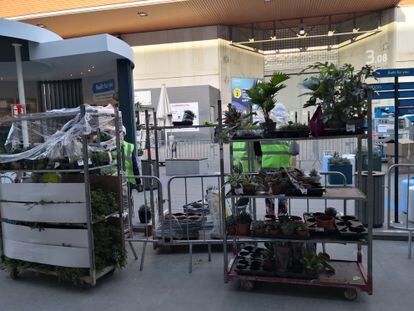 The plants are the latest to arrive at the Fira Gran Via venue.