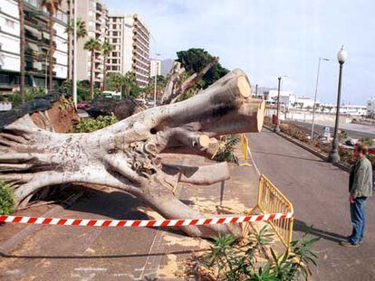 Retirada de árboles en la avenida de Anaga, en Tenerife, el pasado viernes.