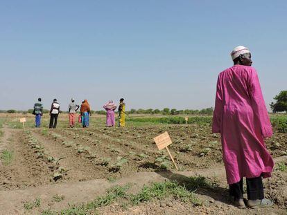 Un grupo de campesinos de Amnaback, en las afueras de Yamena (la capital de Chad), en un terreno donde reciben formación agrícola a orillas del río Logone.