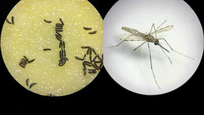 Un ejemplar de mosquito modificado genéticamente y huevos de este insecto, observados al microscopio.