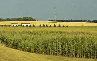 Un sembrado de maíz se ve afectado por la sequía  en una granja cerca de Burlington, Wisconsin (EE.UU.).