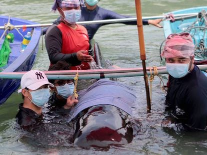 Varios biólogos, junto a la ballena que murió en Tailandia tras ingerir 80 bolsas de plástico.