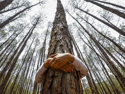 Una persona abraza el tronco de un árbol por el Día Mundial del Medio Ambiente, que se celebra el 5 de junio.