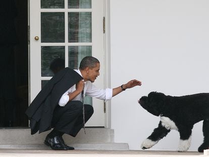 Barack Obama saluda al perro de aguas portugués de la familia, llamado 'Bo', en la Casa Blanca.