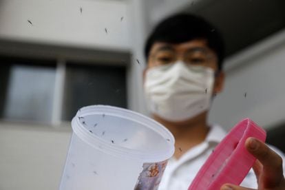 Liberación de mosquitos macho 'wolbachia-aedes aegypti', dentro de una prueba controlada, en una urbanización de viviendas públicas en Singapur, 27 de agosto de 2020.