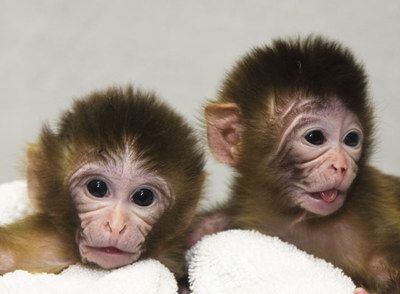 Primeros macacos nacidos sin la enfermedad mitocondrial de su madre.