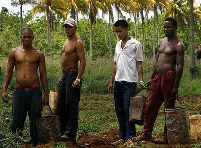 Trabajadores del campo se toman un descanso tras cargar tomates en un tractor en Guira de Melena, a 50 kilómetros de La Habana.
