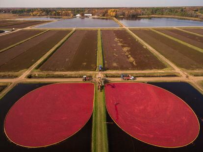 Un cultivo a gran escala de arándanos en Wisconsin (Estados Unidos).