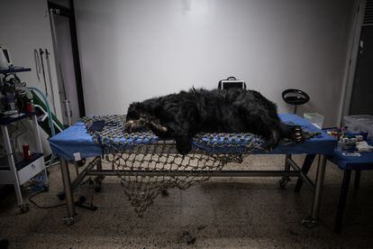 Billy el oso de anteojos del Parque Jaime Duque en Colombia, fallece después de una eutanasia. Los veterinarios a cargo de él tomaron la decisión después de haber sido rescatado.