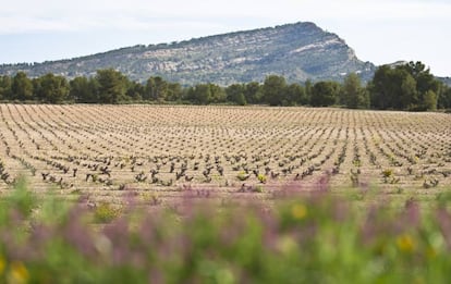 Viñedo de la bodega Familia Castaño.