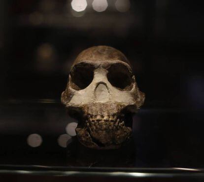 Cráneo de un ejemplar de 'Homo Naledi', homínido descubierto en 2015, expuesto en el Museo Nacional de Ciencias.