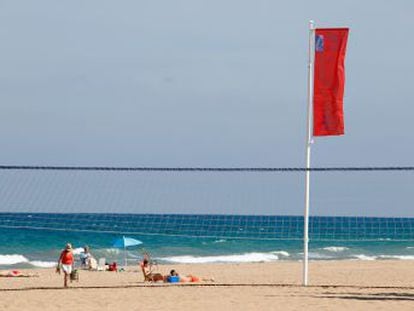 La bandera roja ondea entre El Campello y Torrevieja por la proliferación de las falsas medusas