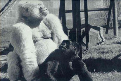 El famoso gorila albino <i>Copito de Nieve</i> junto a <i>Virunga.</i>