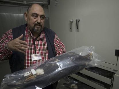 Fotogalería. Carlos Urdiales, conservador de las colecciones de la Estación Biológica de Doñana, muestra un ejemplar de águila imperial.