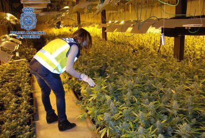 Nave descubierta en Lleida el pasado marzo para la producción de marihuana, con más de 2.300 plantas y 105 focos de alta potencia.
