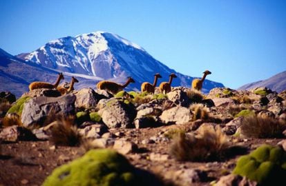 Vicu&ntilde;as Vicuna en el parque nacional de Lauca, en Chile, con el volc&aacute;n Sajama al fondo. 
