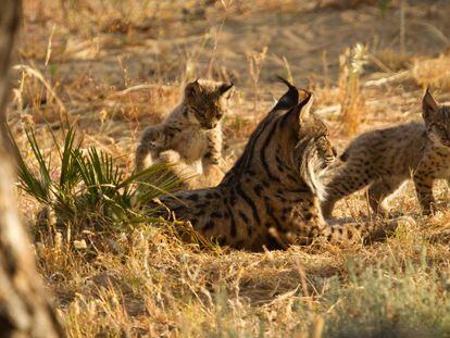 Una hembra de lince y sus cr&iacute;as, en el centro del Acebuche de Do&ntilde;ana.