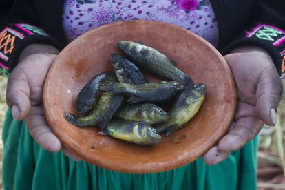 La pesca del día en el Titicaca. Apenas ocho ejemplares de carachi, el pez que todavía se puede capturar y encontrar en los mercados de Puno, la ciudad del lago. Pincha en la imagen para ver la fotogalería completa. 