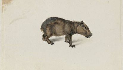 Acuarela de un capibara dibujado por Frans Post en su viaje a la colonia holandesa en Brasil.