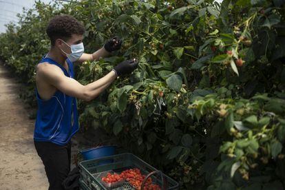 Aunque este joven marroquí recoge la frambuesa en tirantes, la mayoría va tapado, pese a los casi 40 grados que se respiran bajo el invernadero, para protegerse de los picotazos de las abejas.