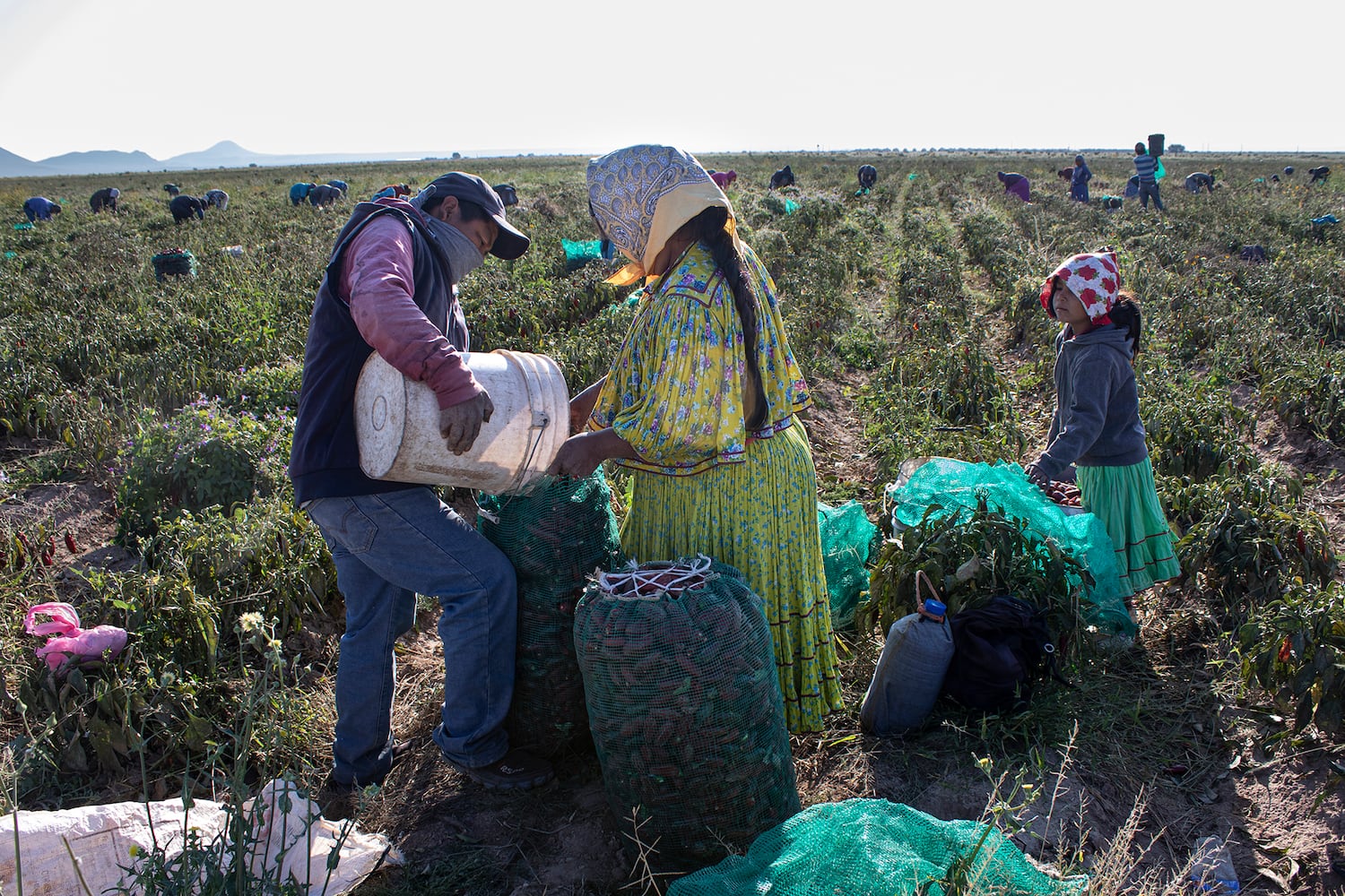 Cada año llegan unos 30.000 campesinos migrantes para la pizca, donde se valora más su baja estatura y manos pequeñas. Pincha en la imagen para ver la fotogalería completa.