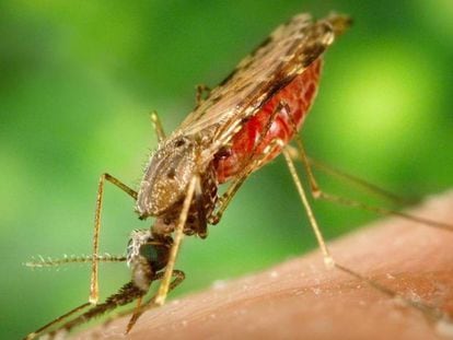 El parásito de la malaria se inserta en el cuerpo humano a través de la picadura de un mosquito. PIXABAY | EPV