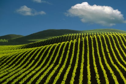 Viñedos del valle de Napa, en California (Estados Unidos).