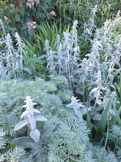 Many glaucous plants indicate their fondness for direct sun.