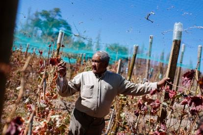 Héctor Espínola, dueño de la viña sector Bosque Viejo muestra su cultivo de uvas para la elaboración de vino, ubicado en la localidad de Toconao.