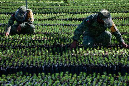 Militares participan en el cultivo de árboles del programa Sembrando Vida en Temamatla, Estado de México, en enero pasado.