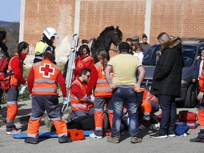 La Creu Roja at&eacute;n la geneta accidentada.