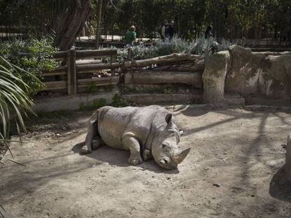 El zoo de Barcelona, esta semana.