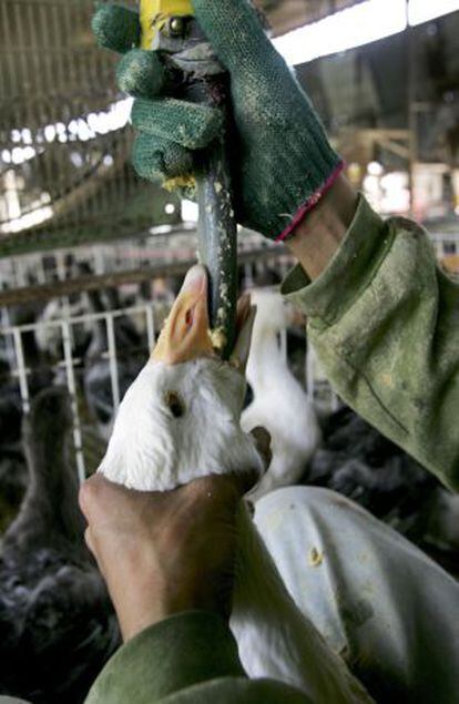 Embuchado tradicional para engrasar el hígado de oca, la única práctica admitida para hablar de foie gras.