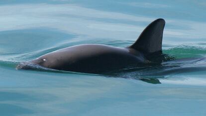 Un ejemplar de vaquita marina en el Alto Golfo de California, en una imagen de archivo.