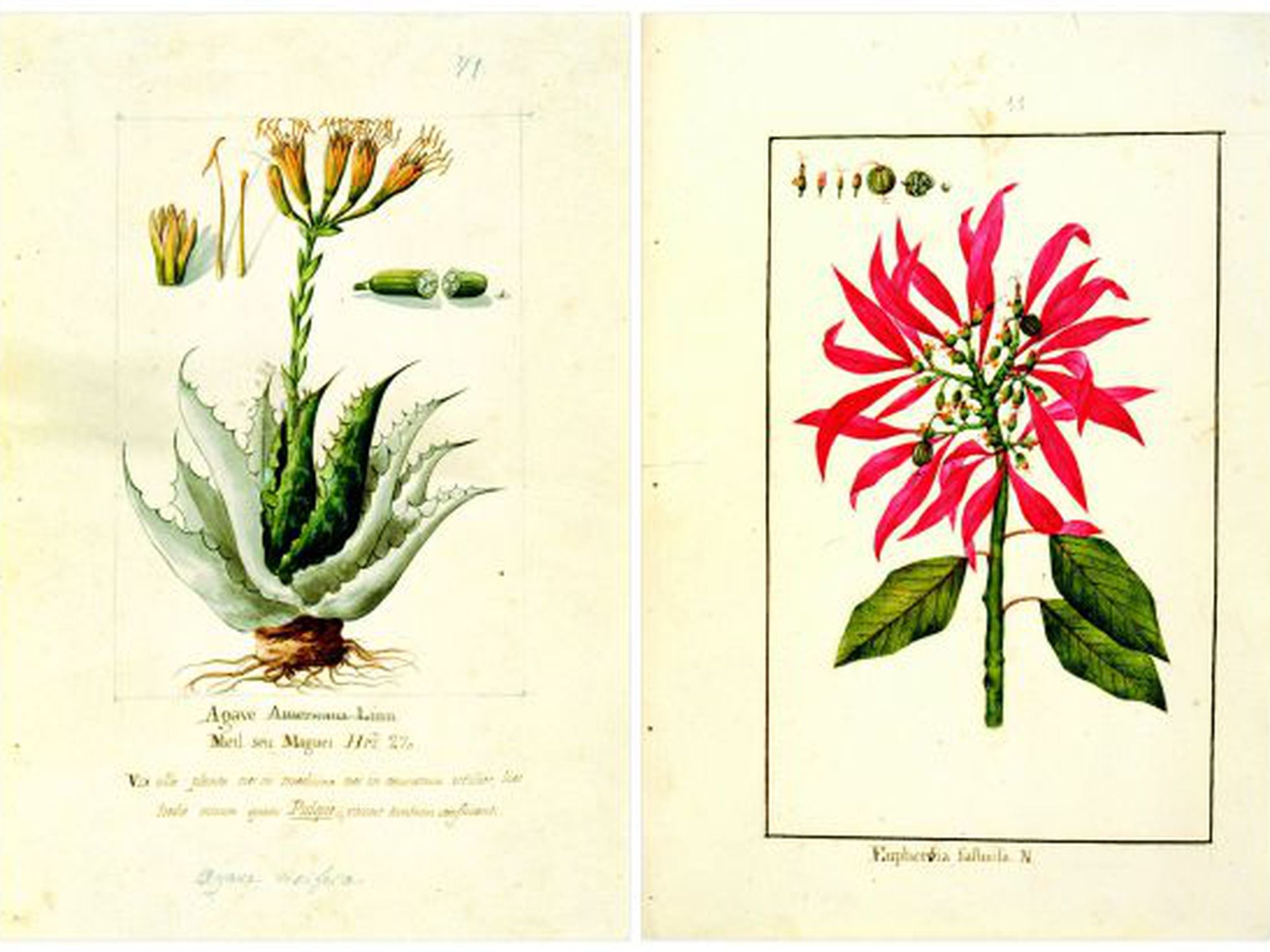 El Jardín Botánico publica láminas con especies de plantas del siglo XVIII