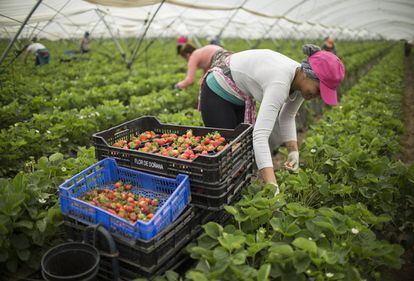 Trabajadores de la empresa Flor de Doñana recogen fresas.