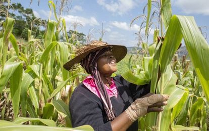 Una mujer trabaja su campo de maíz en Suazilandia.