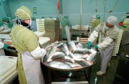 La industria chilena del salmón suma más de 30 mil puestos de trabajo en cuatro regiones del sur de Chile y sus exportaciones llegaron en 2012 a 2.890 millones de dólares en valor y a 488.124 toneladas en volumen. EFE/Archivo