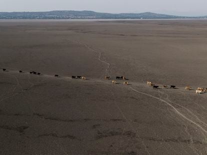 Un grupo de vacas camina en busca de agua en lo que fuera la parte profunda de la laguna de Cuitzeo en Michoacán (México).