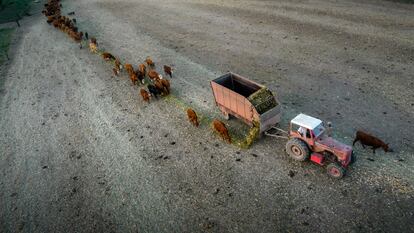 Vacas son alimentadas en un campo de soya seco, en Correa (Argentina), el 7 de febrero de 2023.
